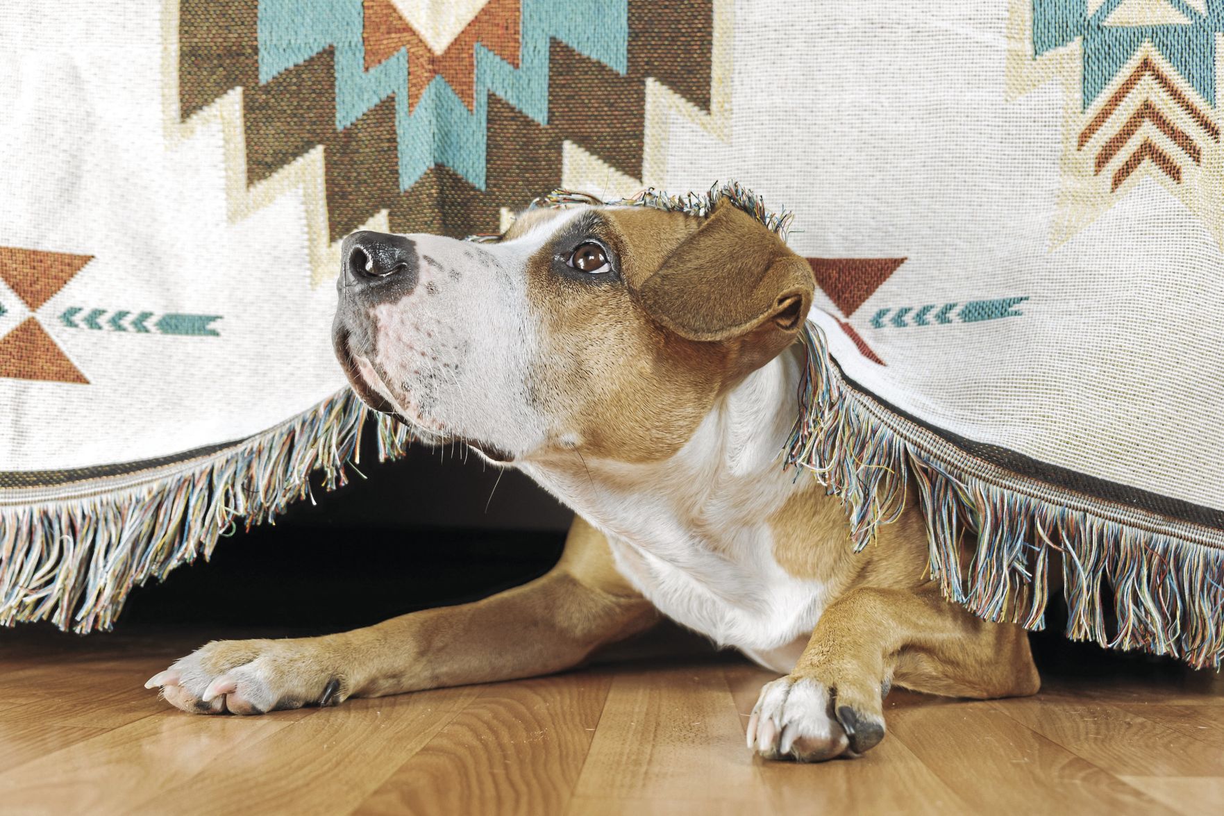 ATHOME-ASKANGIESLIST-PETS-STORMS-DMT